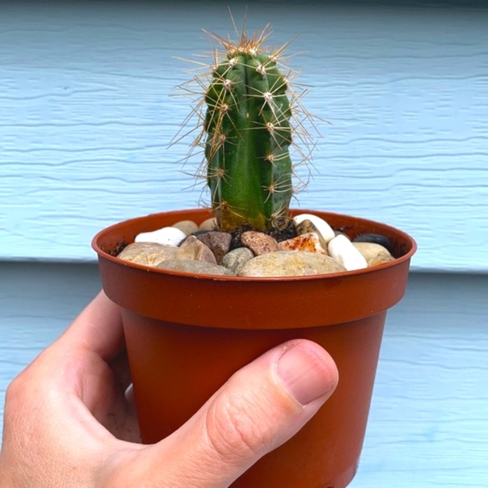 Peruvian Torch Cactus